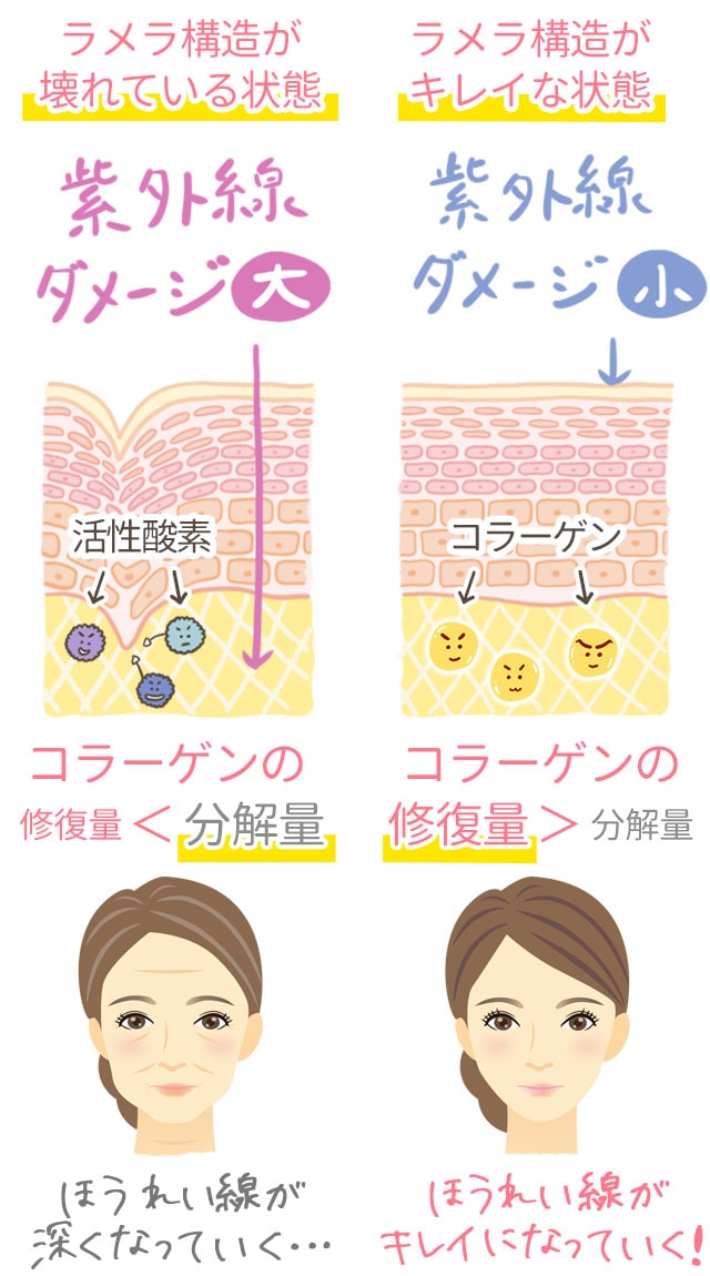 ラメラ構造がキレイになるとシワもキレイになる